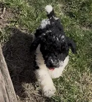 Timmy “Teagan”, a male Poodle - Miniature  for sale in Paxton, IL – Photo 2 of 5