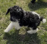 Timmy “Teagan”, a male Poodle - Miniature  for sale in Paxton, IL – Photo 5 of 5