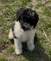 Timmy “Teagan”, a male Poodle - Miniature  for sale in Paxton, IL – Photo 1 of 5