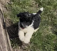 Timmy “Teagan”, a male Poodle - Miniature  for sale in Paxton, IL – Photo 3 of 5