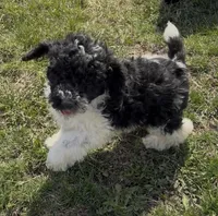 Timmy “Teagan”, a male Poodle - Miniature  for sale in Paxton, IL – Photo 4 of 5