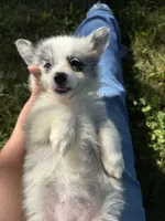 Halo “Auggie”, a female Pembroke Welsh Corgi and Miniature Australian Shepherd for sale in Paxton, IL – 5 of 5