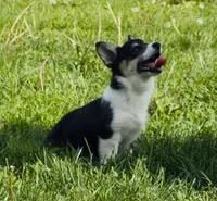 Raegan “Josie” , a female Pembroke Welsh Corgi for sale in Paxton, IL – 9 of 10