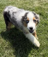 Bobby “Birdie”, a male Miniature American Shepherd for sale in Paxton, IL – 3 of 3