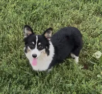 Sahara “Josie”, a female Pembroke Welsh Corgi for sale in Paxton, IL – 4 of 10