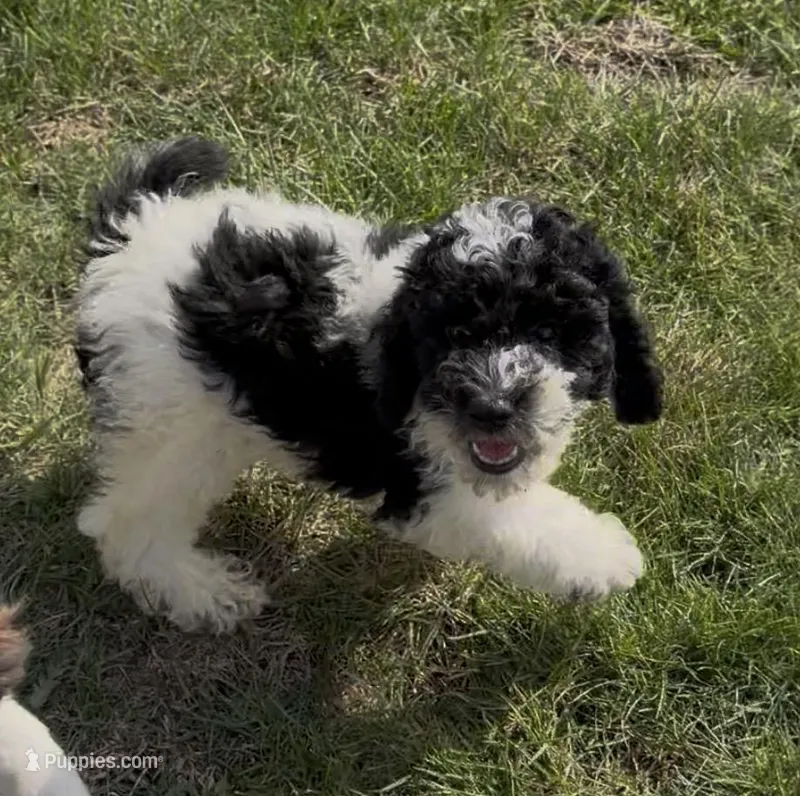 Tony “Teagan”  – Poodle - Miniature  puppy for sale in Paxton, IL