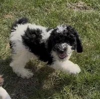 Tony “Teagan” , a male Poodle - Miniature  for sale in Paxton, IL – Photo 1 of 3