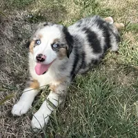 Manning “Brawnley”, a male Miniature American Shepherd for sale in Paxton, IL – Photo 7 of 10