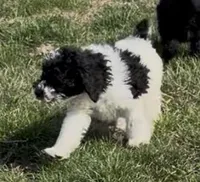 Tony “Teagan” , a male Poodle - Miniature  for sale in Paxton, IL – Photo 3 of 3