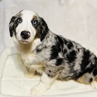 Manning “Brawnley”, a male Miniature American Shepherd for sale in Paxton, IL – Photo 9 of 10
