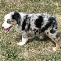 Manning “Brawnley”, a male Miniature American Shepherd for sale in Paxton, IL – Photo 8 of 10