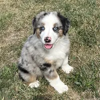 Manning “Brawnley”, a male Miniature American Shepherd for sale in Paxton, IL – Photo 5 of 10