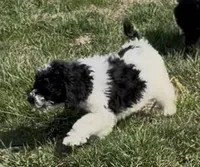 Tony “Teagan” , a male Poodle - Miniature  for sale in Paxton, IL – Photo 2 of 3