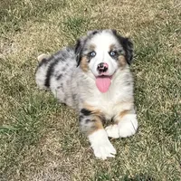 Manning “Brawnley”, a male Miniature American Shepherd for sale in Paxton, IL – Photo 6 of 10