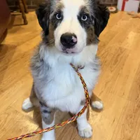 Manning “Brawnley”, a male Miniature American Shepherd for sale in Paxton, IL – Photo 1 of 10