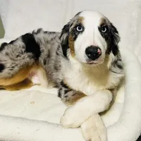 Manning “Brawnley”, a male Miniature American Shepherd for sale in Paxton, IL – Photo 4 of 10