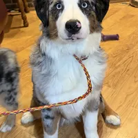 Manning “Brawnley”, a male Miniature American Shepherd for sale in Paxton, IL – Photo 10 of 10