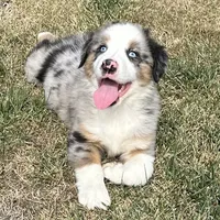 Manning “Brawnley”, a male Miniature American Shepherd for sale in Paxton, IL – Photo 2 of 10