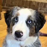 Manning “Brawnley”, a male Miniature American Shepherd for sale in Paxton, IL – Photo 3 of 10