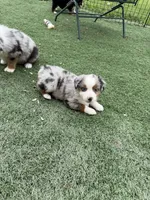 Birdie , a female Miniature American Shepherd for sale in Paxton, IL – 5 of 7