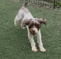 Chelsea “Barbie” , a female Cocker Spaniel and Poodle - Miniature  for sale in Paxton, IL – 9 of 10