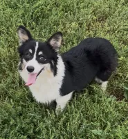 Sahara “Josie”, a female Pembroke Welsh Corgi for sale in Paxton, IL – 2 of 10