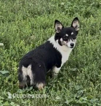 Raegan “Josie”  – Pembroke Welsh Corgi puppy for sale in Paxton, IL