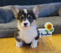 Jake “Josie” clear , a male Pembroke Welsh Corgi for sale in Paxton, IL – Photo 2 of 4