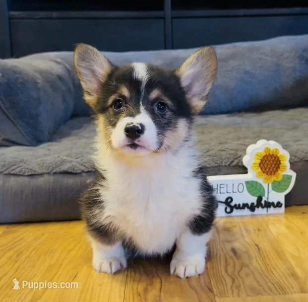 Jake “Josie” clear  – Pembroke Welsh Corgi puppy for sale in Paxton, IL