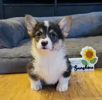 Jake “Josie” clear , a male Pembroke Welsh Corgi for sale in Paxton, IL – Photo 1 of 4