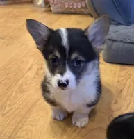 Jake “Josie” clear , a male Pembroke Welsh Corgi for sale in Paxton, IL – Photo 4 of 4