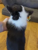 Jake “Josie” clear , a male Pembroke Welsh Corgi for sale in Paxton, IL – Photo 3 of 4