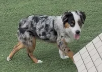 Brynn “Briana”, a female Miniature American Shepherd for sale in Paxton, IL – 2 of 6