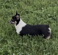 Raegan “Josie” , a female Pembroke Welsh Corgi for sale in Paxton, IL – 3 of 9