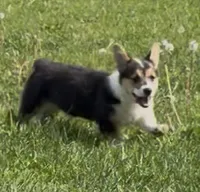 Jake “Josie” clear , a male Pembroke Welsh Corgi for sale in Paxton, IL – 3 of 10