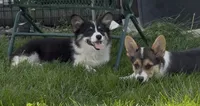 Sahara “Josie”, a female Pembroke Welsh Corgi for sale in Paxton, IL – 7 of 10