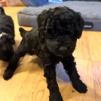 Tink “Teagan”, a female Poodle - Miniature  for sale in Paxton, IL – Photo 5 of 5