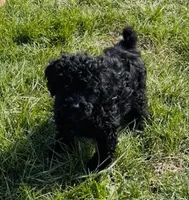 Tink “Teagan”, a female Poodle - Miniature  for sale in Paxton, IL – Photo 3 of 5