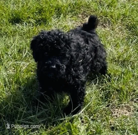 Tink “Teagan” – Poodle - Miniature  puppy for sale in Paxton, IL