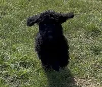 Tink “Teagan”, a female Poodle - Miniature  for sale in Paxton, IL – Photo 2 of 5