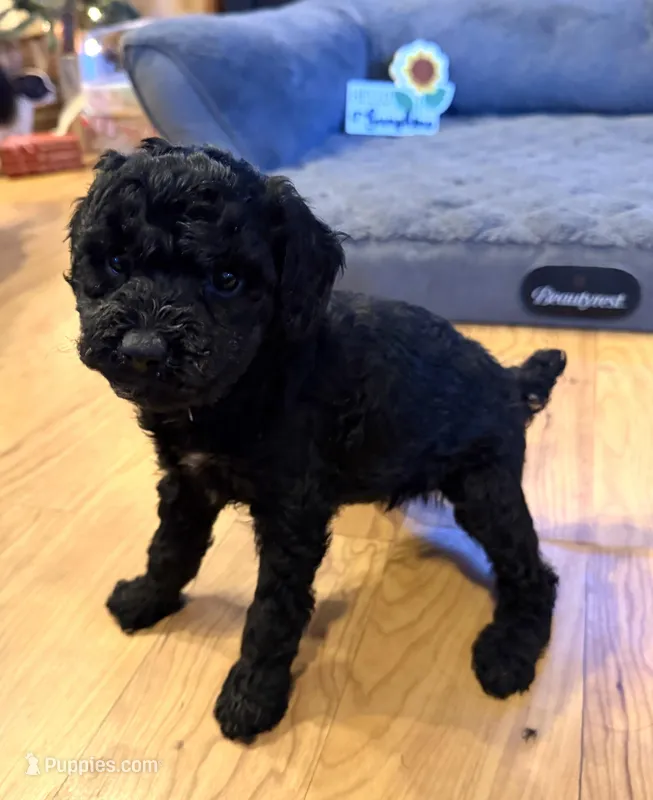 Tinsley “Teagan”