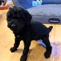 Tink “Teagan”, a female Poodle - Miniature  for sale in Paxton, IL – Photo 4 of 5