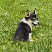 Raegan “Josie” , a female Pembroke Welsh Corgi for sale in Paxton, IL – 5 of 10