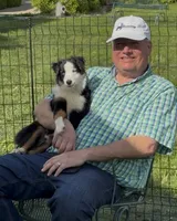 Andy, a male Miniature American Shepherd for sale in Paxton, IL – 2 of 4