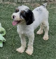 Bob, a male Cocker Spaniel and Poodle - Miniature  for sale in Paxton, IL – 10 of 10
