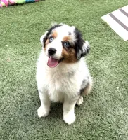 Belt “Party”, a male Miniature American Shepherd for sale in Paxton, IL – 2 of 6