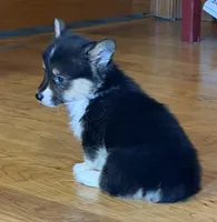 Zia “Josie”, a female Pembroke Welsh Corgi for sale in Paxton, IL – Photo 5 of 5