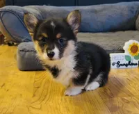 Zia “Josie”, a female Pembroke Welsh Corgi for sale in Paxton, IL – Photo 2 of 5