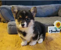 Zia “Josie”, a female Pembroke Welsh Corgi for sale in Paxton, IL – Photo 1 of 5
