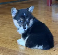 Zia “Josie”, a female Pembroke Welsh Corgi for sale in Paxton, IL – Photo 4 of 5